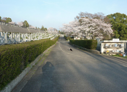 志津川墓園は、東温市が管理運営しておりますので、永代に渡って安心して墓園を使用できます。
