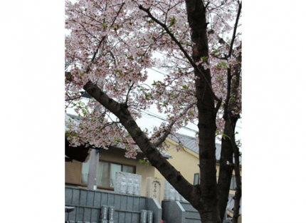 春には桜を眺めながらお参りができます。