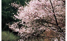 四季の花が咲く玉原親水公園の北に隣接しています。
