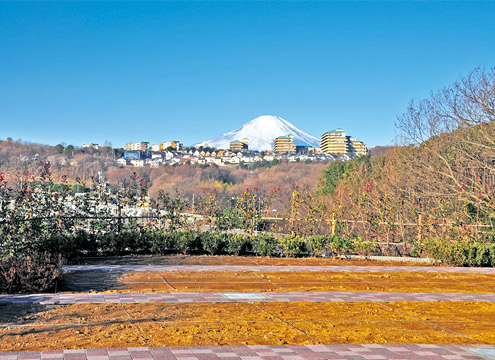 霊峰富士を望む園内風景