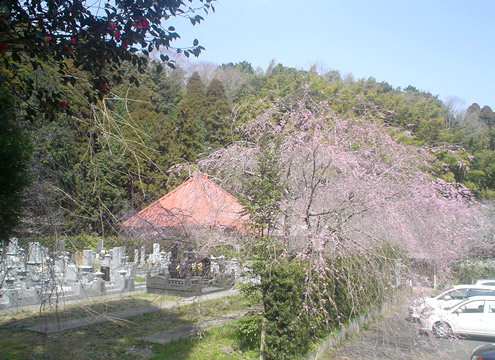 枝垂れ桜が見事に咲き誇る墓苑