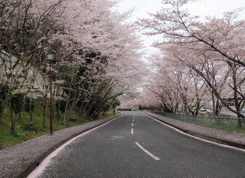 桜の名所でもあり、堺市民に人気の緑豊かな堺市営公園墓地内に位置