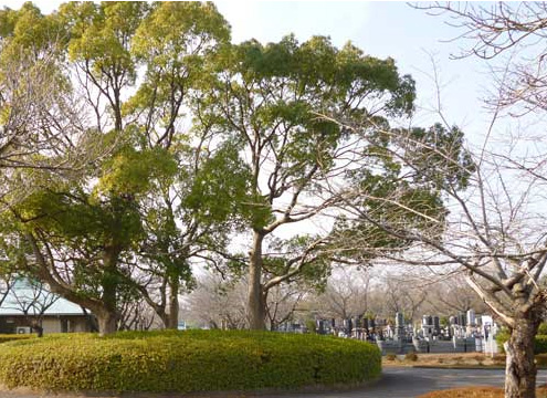 園内には桜やゆきやなぎが豊富で、春には美しい景色が広がる公営霊園です。