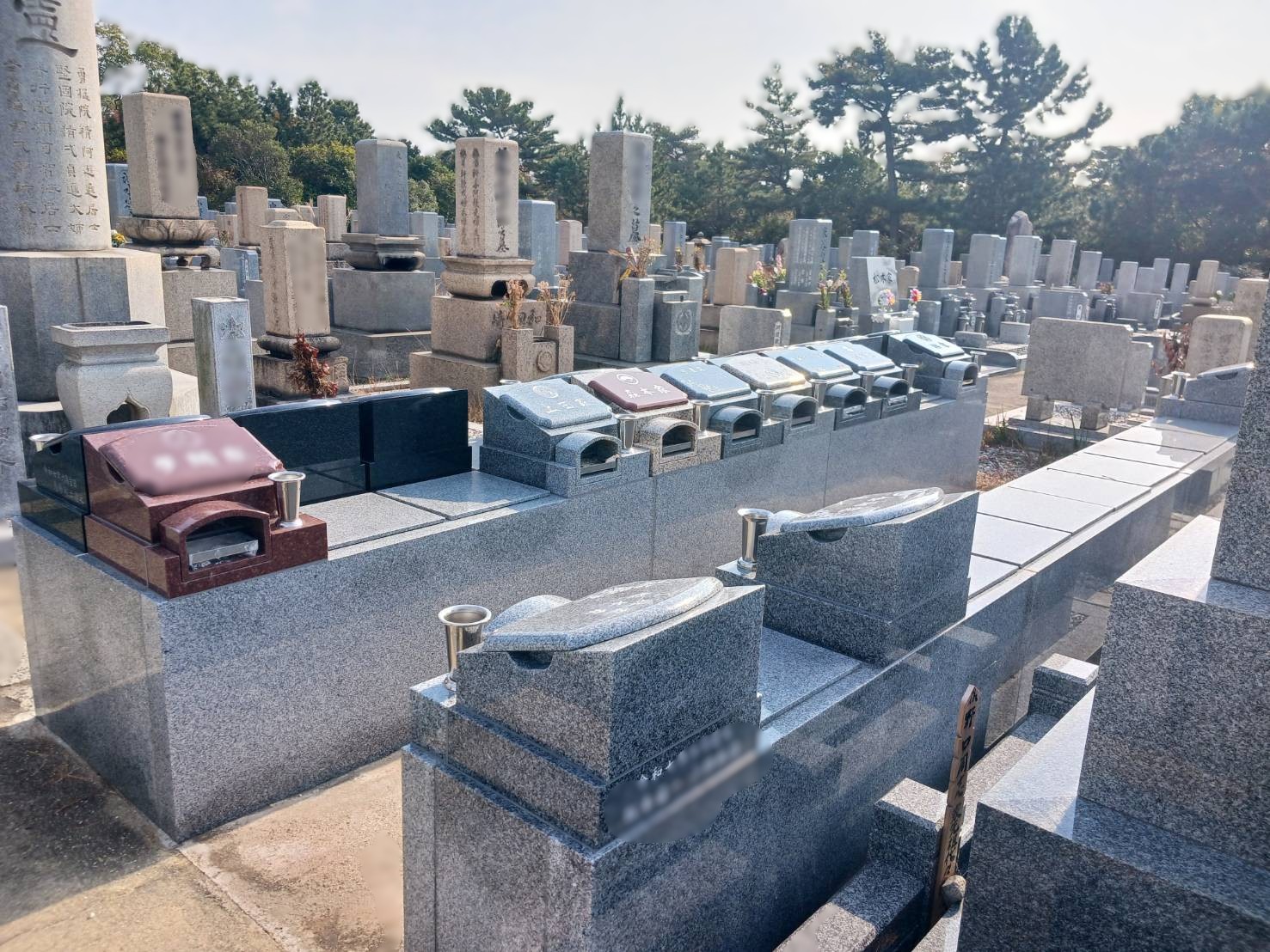 普照院　菩提樹